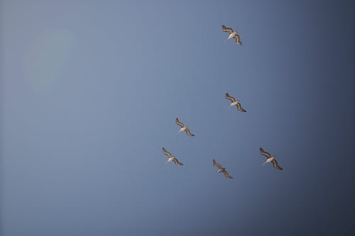 有关一群鸟, 动物, 蓝天的免费素材图片