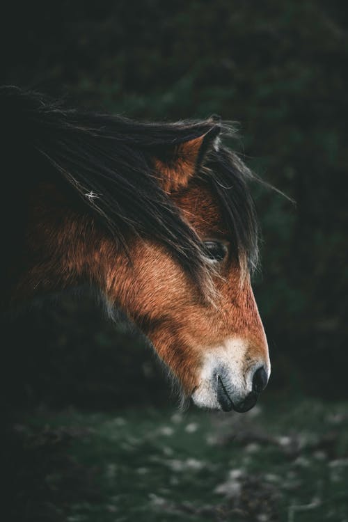 有关侧面图, 动物, 哺乳动物的免费素材图片