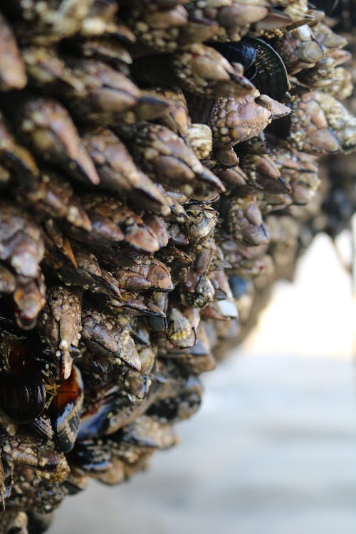 有关双壳类, 可以吃的, 岩石的免费素材图片