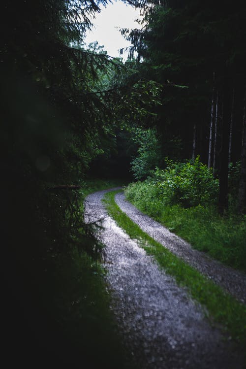 有关垂直拍摄, 天性, 小径的免费素材图片