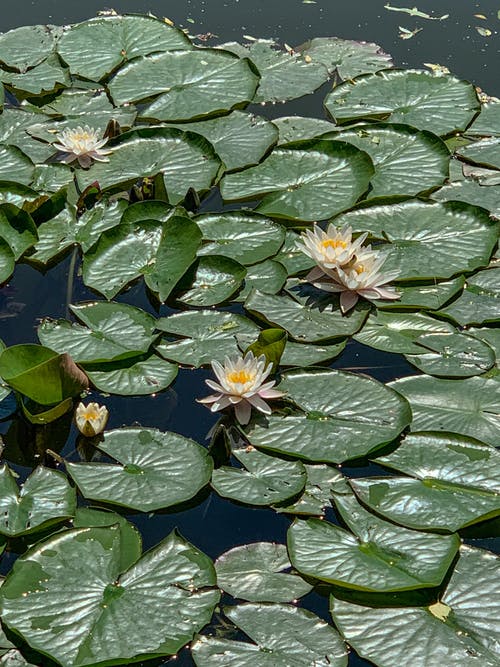 有关垂直拍摄, 夏天, 工厂的免费素材图片