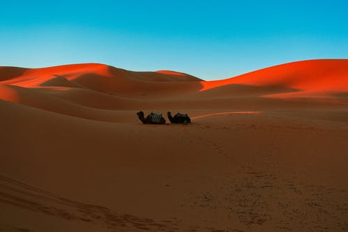 有关乾旱, 乾的, 剪影的免费素材图片