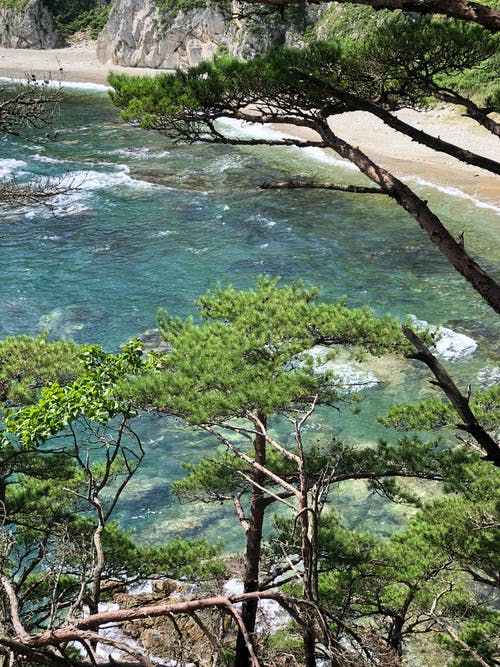 有关垂直拍摄, 天性, 岸边的免费素材图片