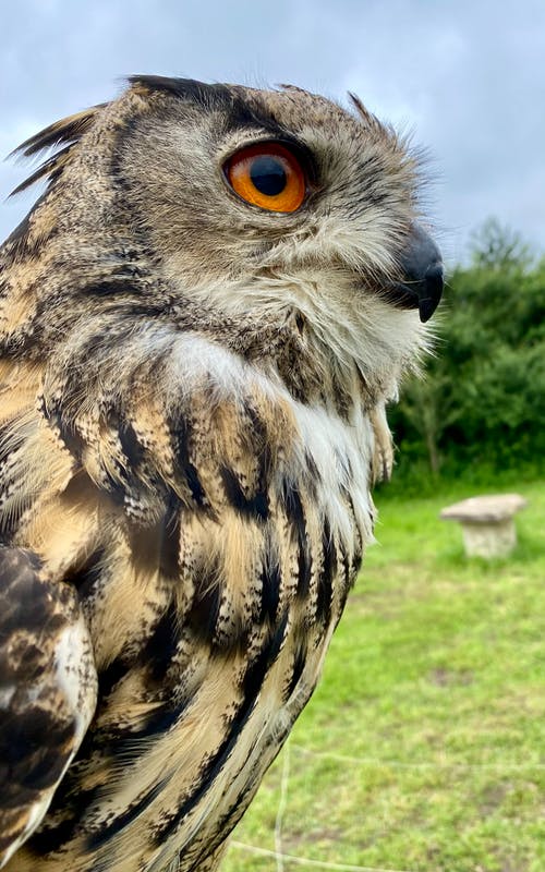 有关侧面轮廓, 动物, 垂直拍摄的免费素材图片