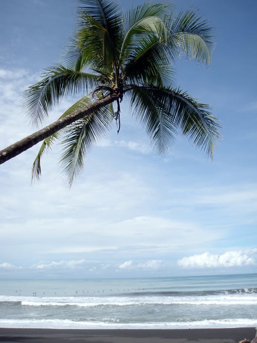 有关椰子树, 海滨, 海滨的免费素材图片
