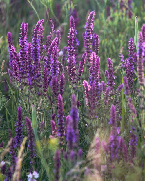 有关@户外, 垂直拍摄, 植物群的免费素材图片