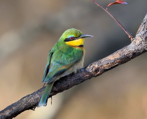 有关景深, 栖息, 模糊的背景的免费素材图片