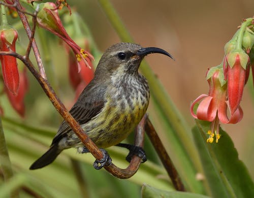 有关栖息, 树枝, 特写的免费素材图片