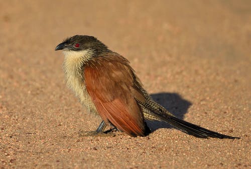 有关布谷鸟, 库卡尔, 特写的免费素材图片