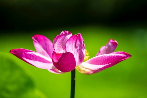 有关充满活力, 增长, 天性的免费素材图片