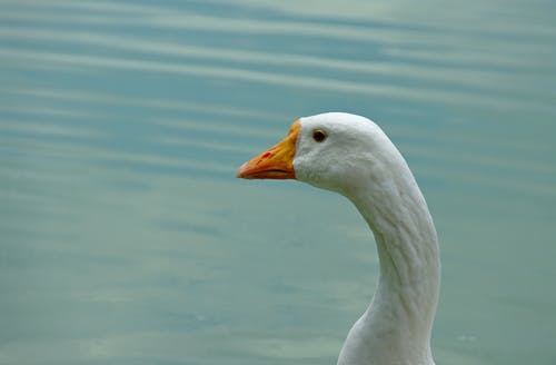 有关水禽, 水鸟, 特写的免费素材图片