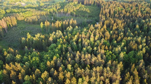有关天性, 常绿, 户外的免费素材图片
