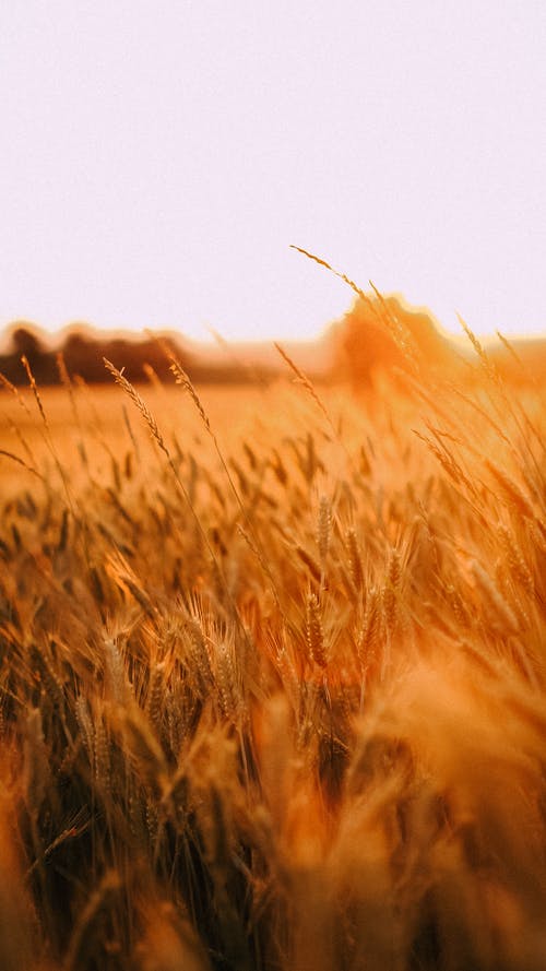 有关垂直拍摄, 天性, 小麦的免费素材图片