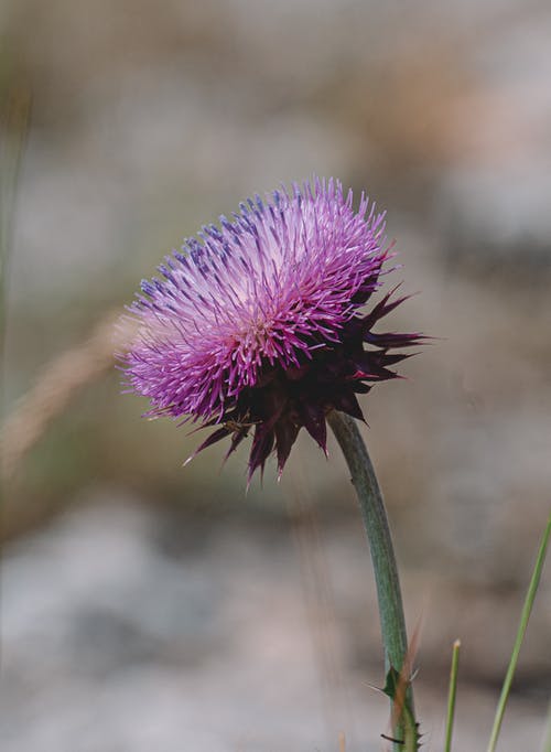 有关垂直拍摄, 增长, 天性的免费素材图片
