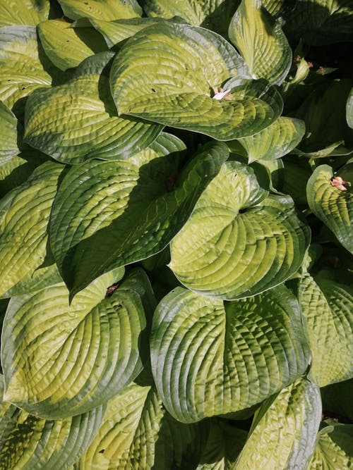 有关图案, 垂直拍摄, 天性的免费素材图片