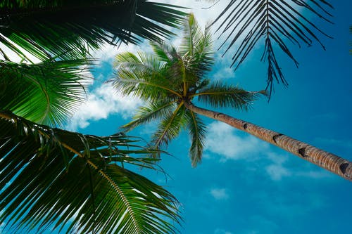 有关低角度拍摄, 夏天的壁纸, 夏季氛围的免费素材图片