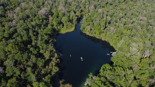 有关俯视图, 森林, 树木的免费素材图片