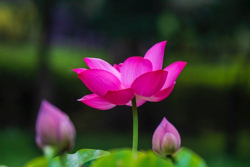 有关充满活力, 增长, 天性的免费素材图片