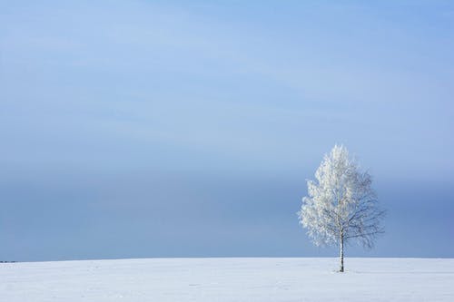 有关冬季, 大雪覆盖, 天性的免费素材图片