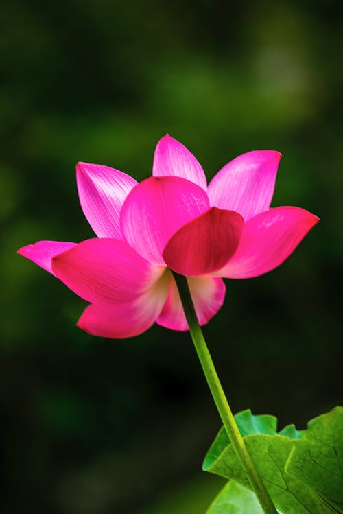 有关充满活力, 垂直拍摄, 增长的免费素材图片