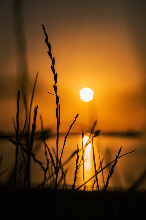 有关剪影, 垂直拍摄, 太阳的免费素材图片