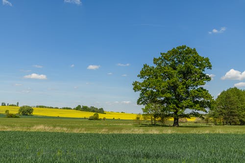 有关和平的, 天性, 户外的免费素材图片