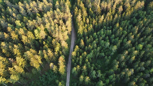 有关天性, 常绿, 户外的免费素材图片