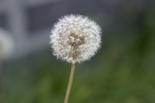 有关增长, 天性, 微妙的免费素材图片