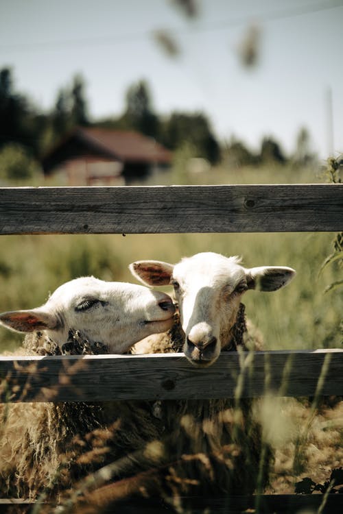有关动物, 动物摄影, 可爱的免费素材图片