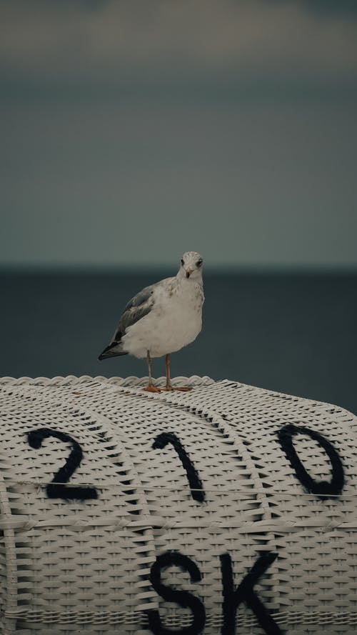 有关动物, 垂直拍摄, 海鸟的免费素材图片