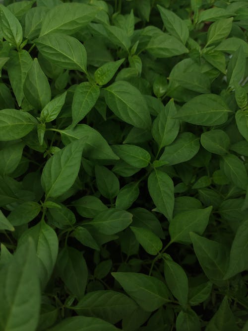 有关图案, 垂直拍摄, 增长的免费素材图片