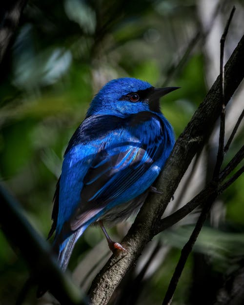 有关栖息, 羽毛, 蓝色的免费素材图片