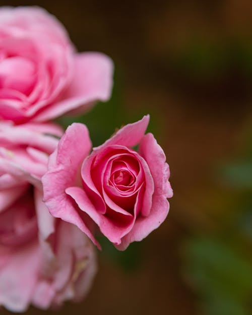 有关垂直拍摄, 植物群, 特写镜头的免费素材图片