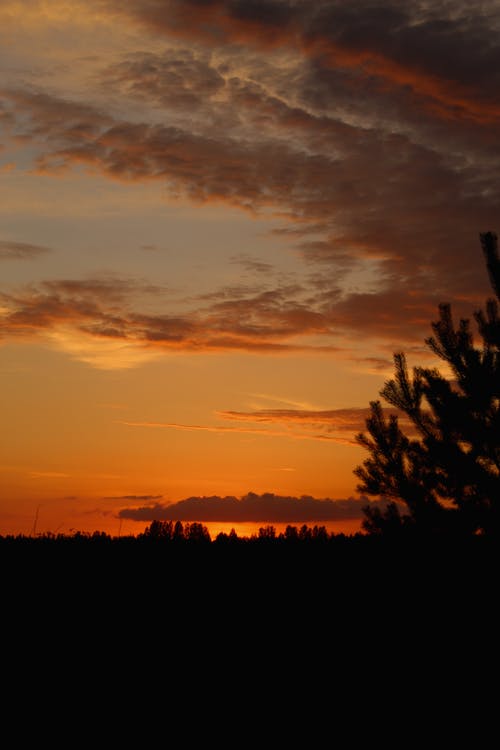 有关剪影, 垂直拍摄, 天性的免费素材图片
