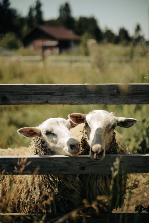 有关动物, 动物摄影, 哺乳动物的免费素材图片