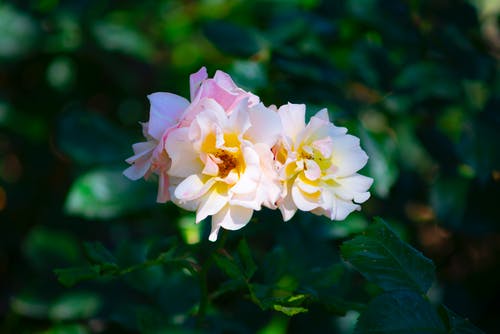 有关增长, 天性, 微妙的免费素材图片