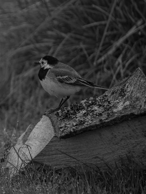 有关动物, 原本, 单色的免费素材图片