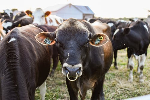 有关奶牛, 牛科, 牧场的免费素材图片