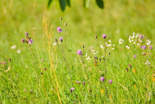 有关增长, 天性, 微妙的免费素材图片