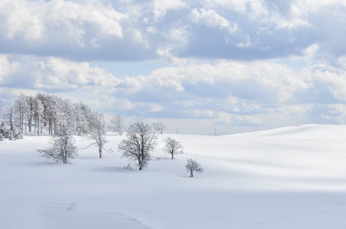 有关乾枯, 光秃秃的树木, 冬季的免费素材图片