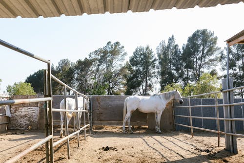 有关农事, 母马, 牧场的免费素材图片