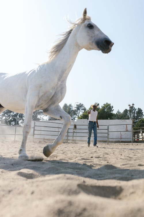 有关低角度拍摄, 哺乳动物, 家畜的免费素材图片