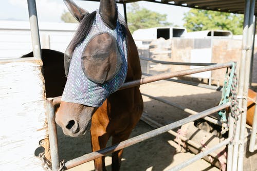 有关农事, 动物, 哺乳动物的免费素材图片