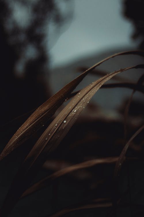 有关垂直拍摄, 棕色, 模糊的背景的免费素材图片