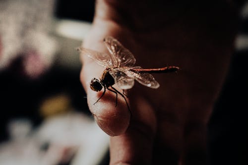 有关昆虫, 景深, 模糊的背景的免费素材图片