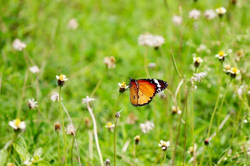有关增长, 天性, 微妙的免费素材图片