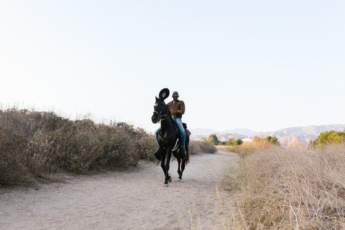 有关哺乳动物, 家畜, 牛仔的免费素材图片