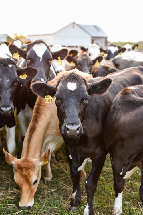 有关垂直拍摄, 奶牛, 牛科的免费素材图片