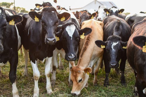 有关奶牛, 牛科, 牧场的免费素材图片