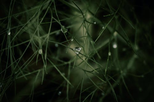 有关图案, 景深, 植物学的免费素材图片